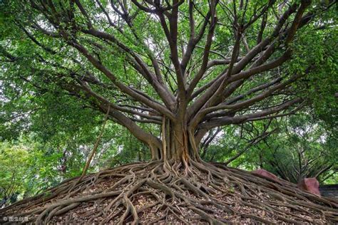 榕樹 招陰|為什麼榕樹陰？揭開榕樹陰影的風水禁忌與科學解釋 